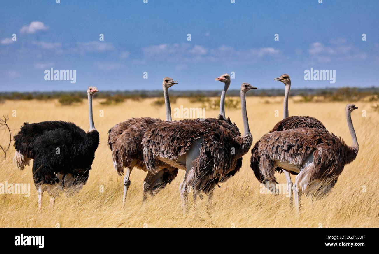 Ostriches, Etosha, Namibia Stock Photo