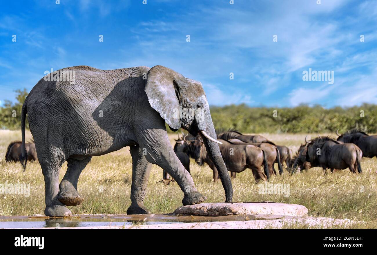 elephant at an artificial waterhole, Etosha National Park, Nam Stock Photo