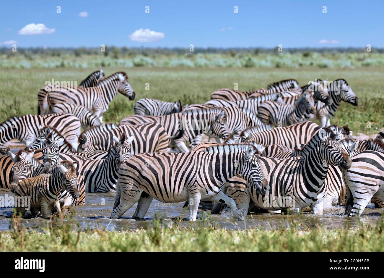 Zebras in the water, Equus quagga, Etosha, Namibia Stock Photo