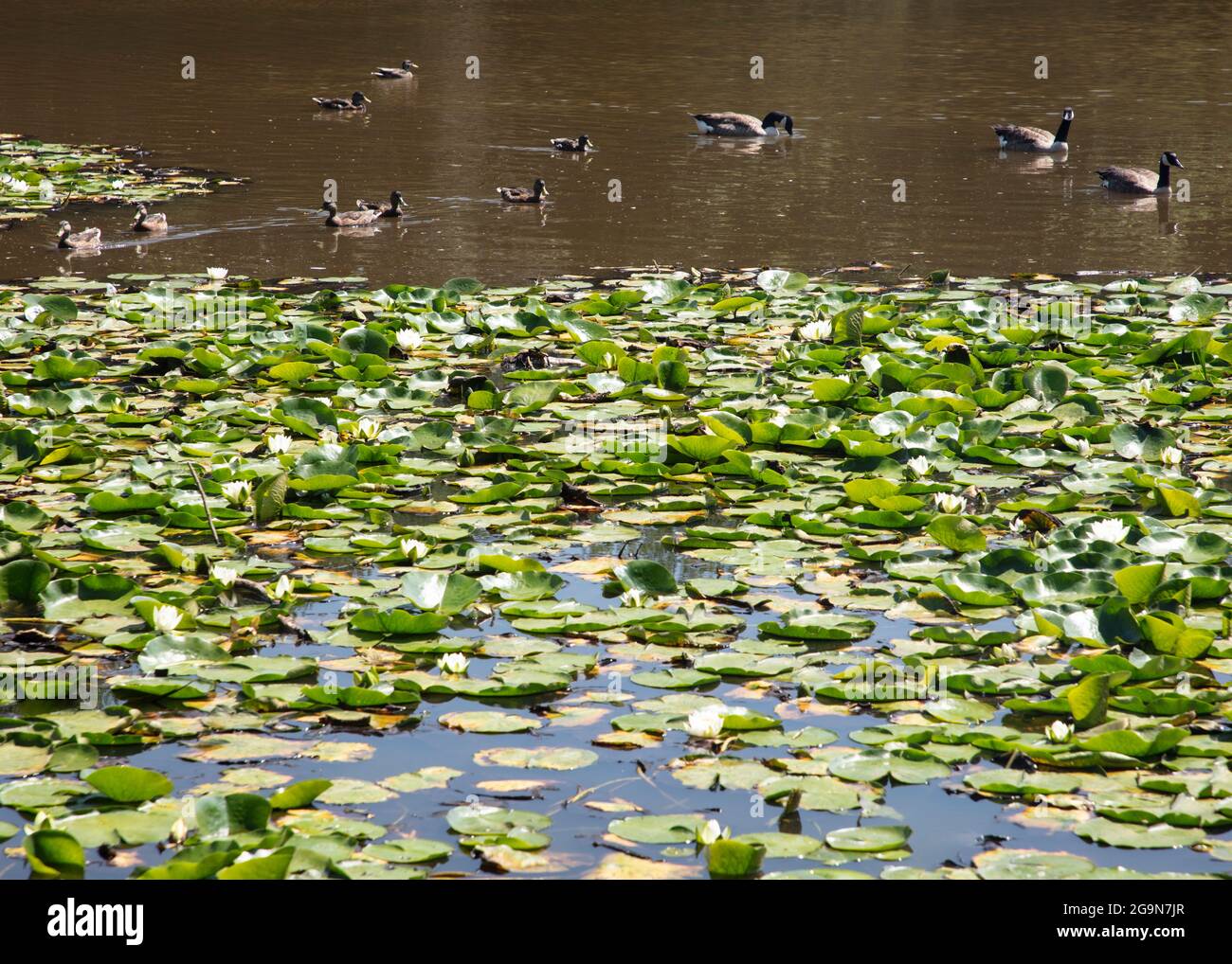Hemingbrough Pond Summer water lilies and ducks on a pond on Ditchling Common, East ...