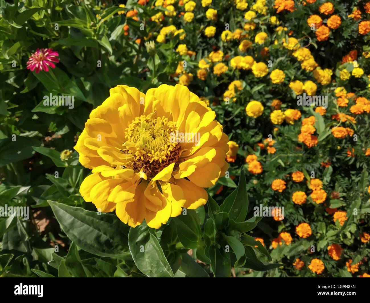 A decorative zinnia flower grows in the garden. Natural background on a sunny day Stock Photo
