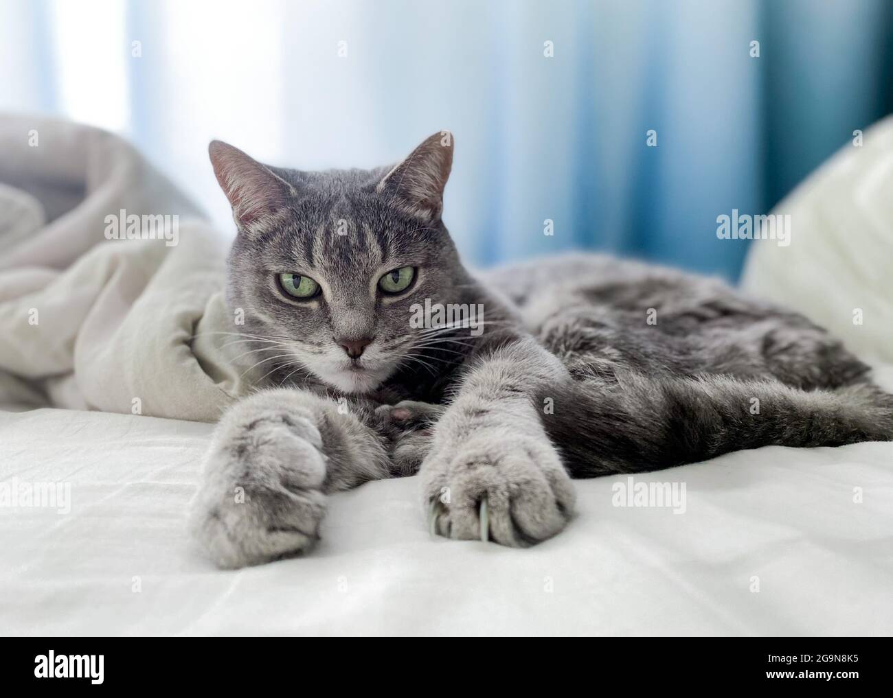 A beautiful gray cat is lying on the owner's bed, comfortably settled, with its paws outstretched. Stock Photo