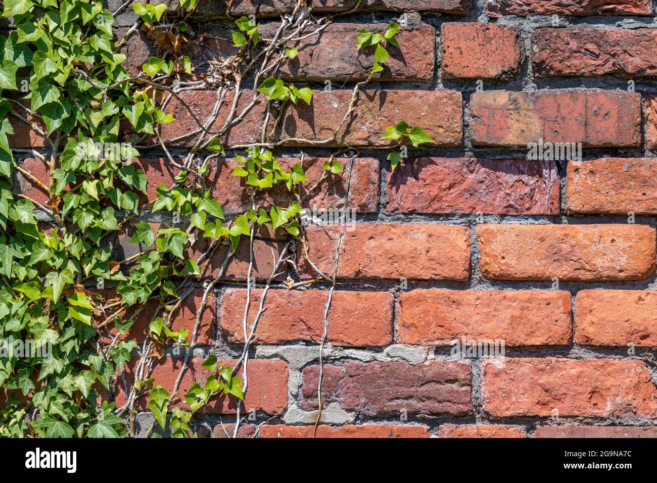 red brick garden wall covered in ivy and in need of repointing Stock Photo Alamy