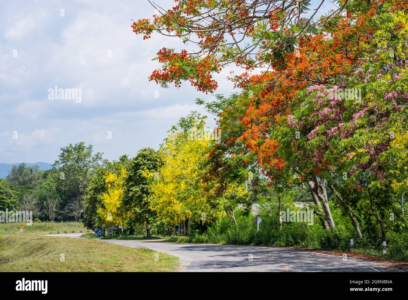 Beautiful shot of colorful blooming trees in a park Stock Photo - Alamy