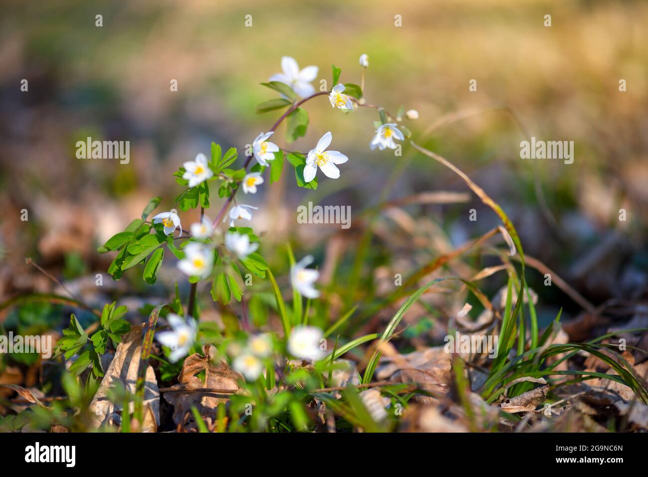Spring flower close-up. Isopyrum thalictroides. Stock Photo