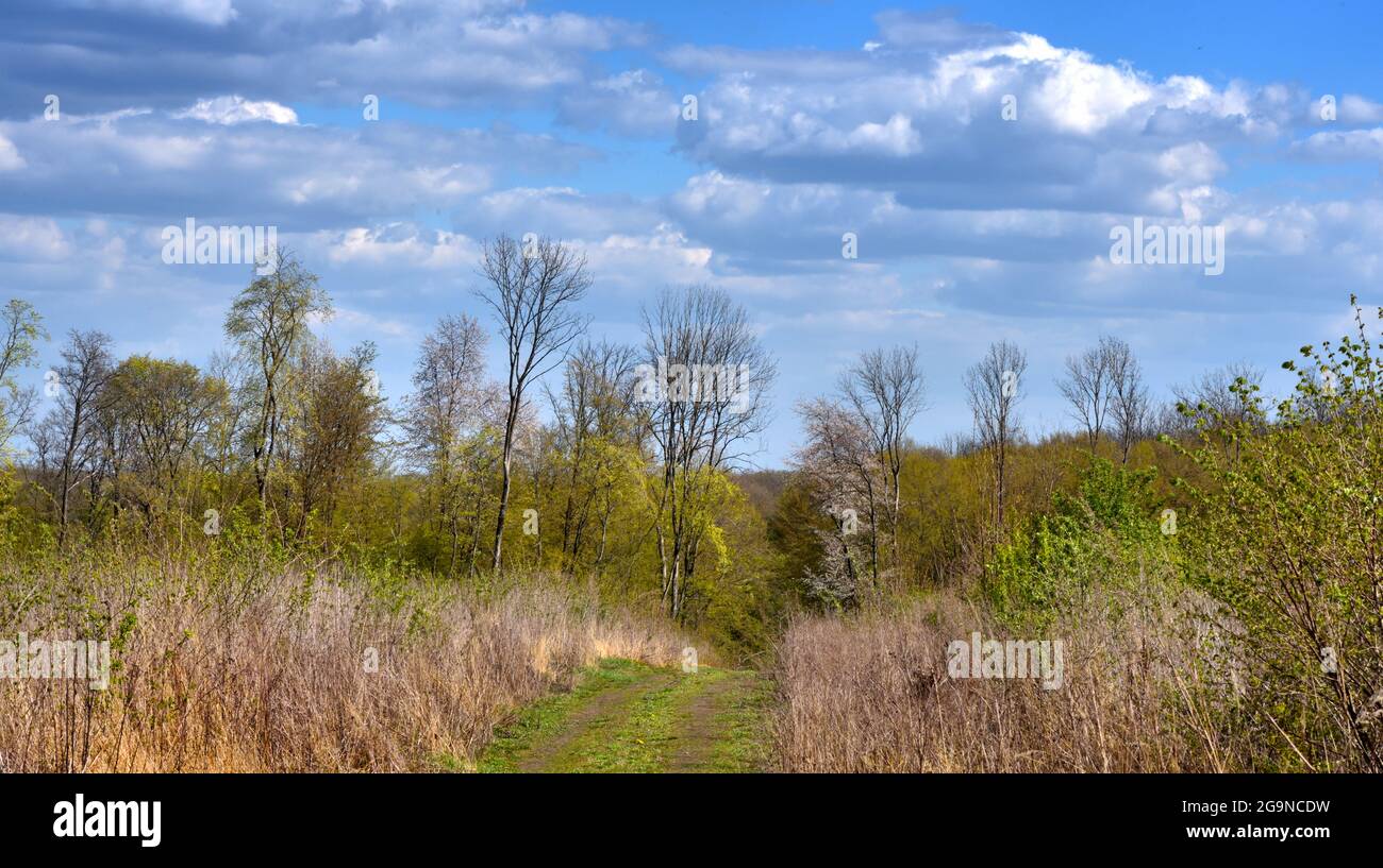 Spring landscape with a forest road and blue cloudy sky Stock Photo - Alamy