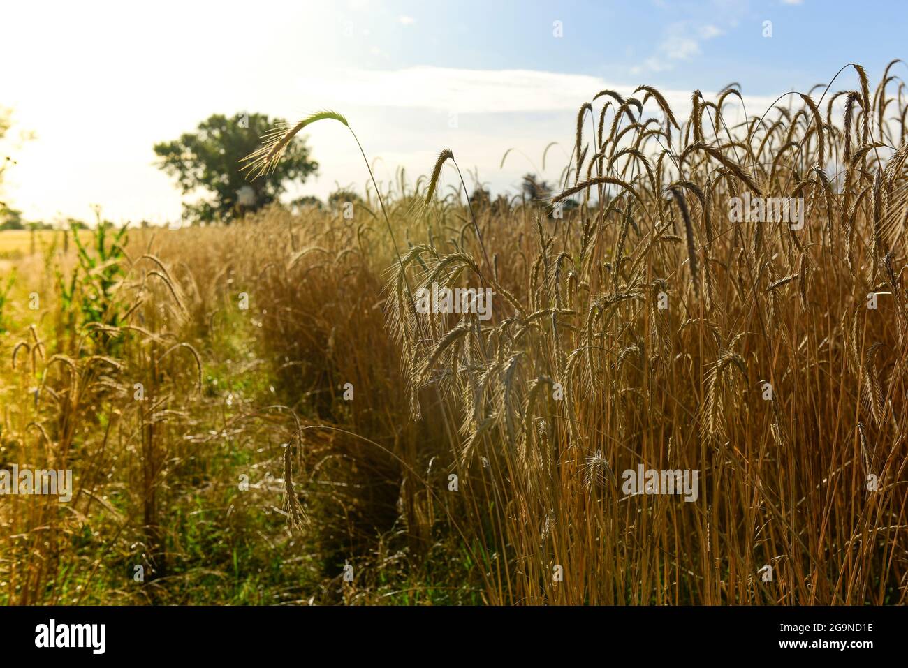 Field sown with wheat ready to harvest, La Pampa Province , Patagonia , Argentina. Stock Photo