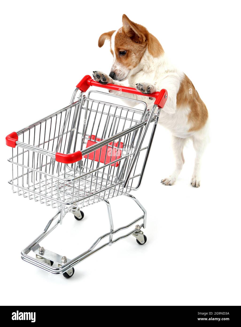 Dog with shopping cart isolated on white Stock Photo Alamy