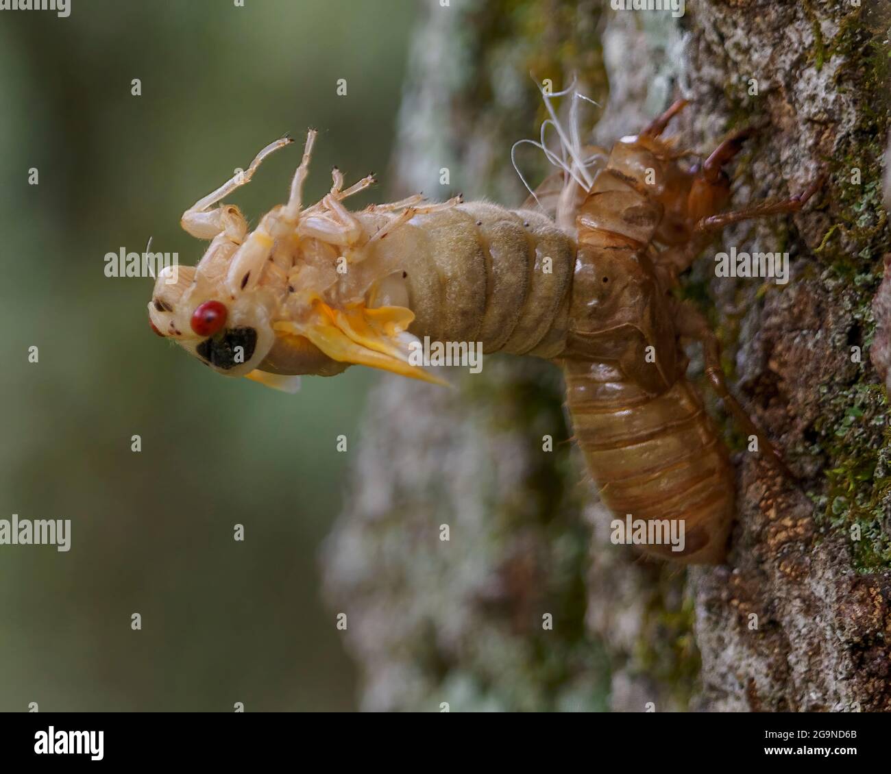 Periodical Cicada molting its exoskeleton after emerging from the ground after 17 years, New Jersey, USA Stock Photo