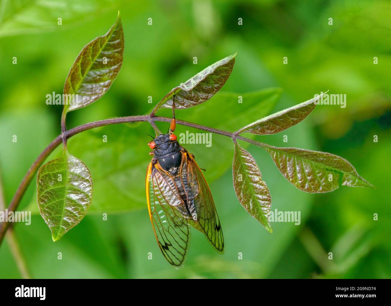 Adult Periodical Cicada, Princeton, New Jersey, USA Stock Photo