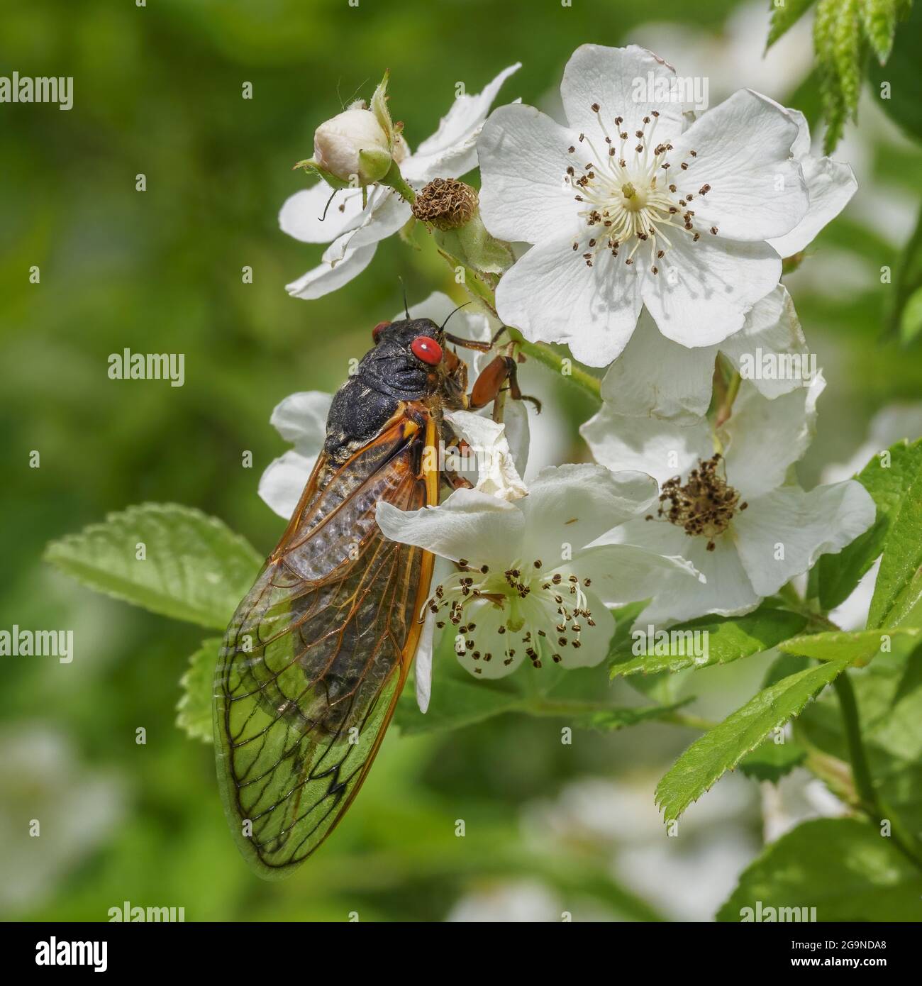 Adult Periodical Cicada on a wild white rose bush, Princeton, New Jersey, USA Stock Photo