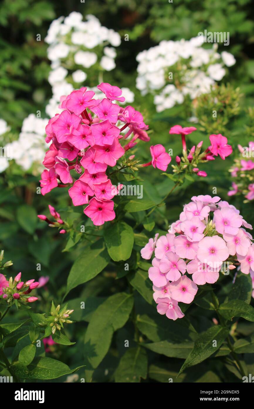 White, Bright Pink and Light Pink Phlox Plants in Bloom Stock Photo