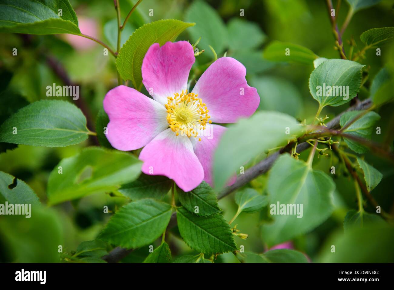 Close-up image of the beautiful spring flowering, pink, Rosa Canina ...