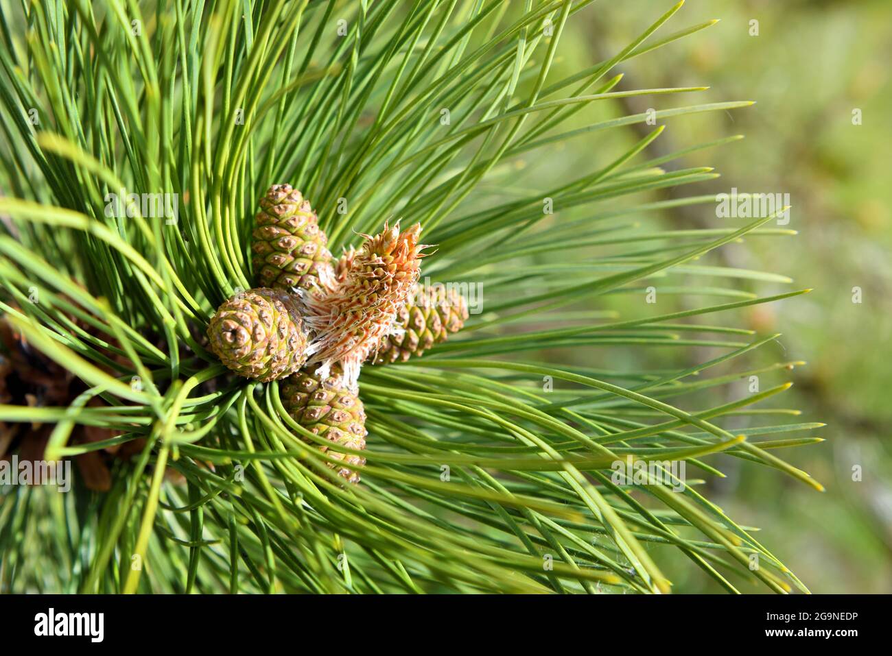 The new spring shoots of evergreen tree Pine (Pinus Sylvestris) with young yellow conifer cones candles and pollen flowers. Blooming Pine branch close Stock Photo