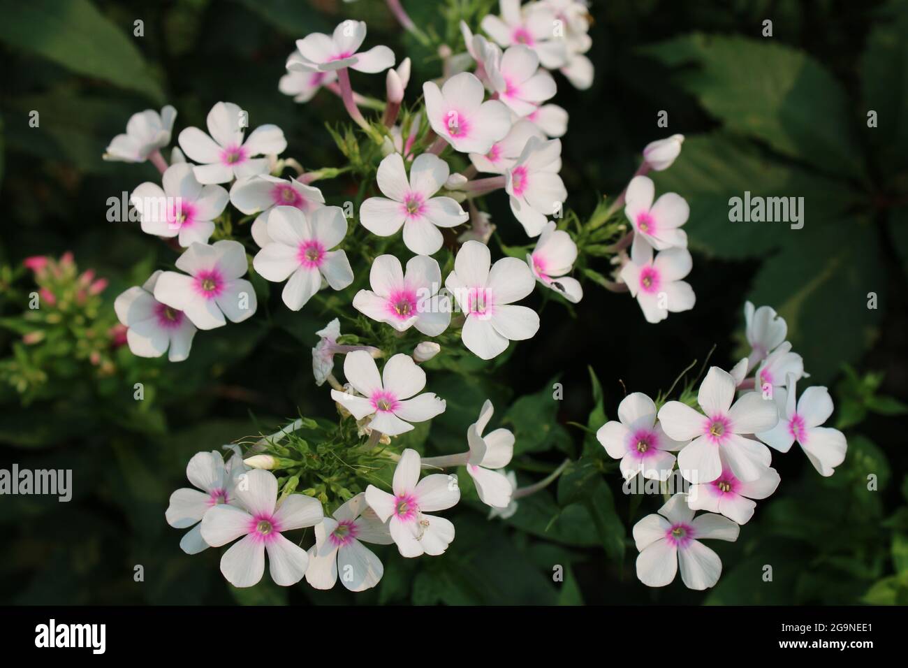 A Closeup on White Garden Phlox with Pink Centers Stock Photo