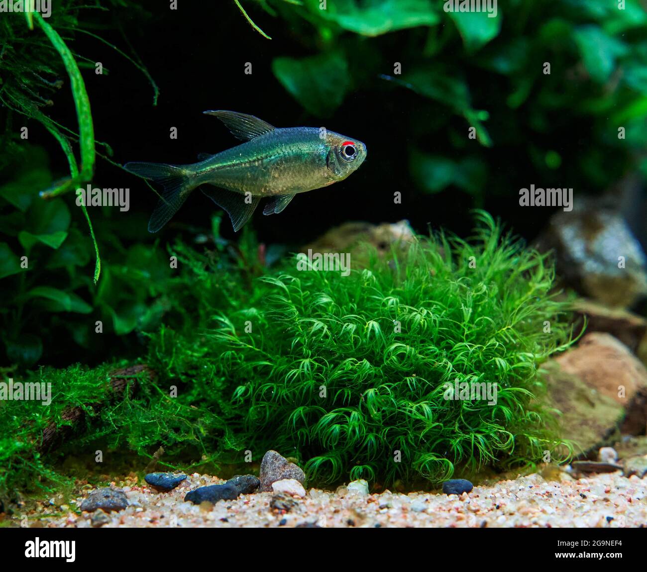 Diamond tetra fish swimming in the aquarium with phoenix moss. Stock Photo