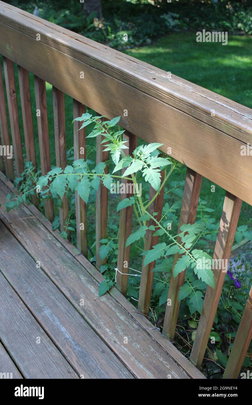 A Sunray on A Tomato Plant Growing Through a Deck Railing Stock Photo