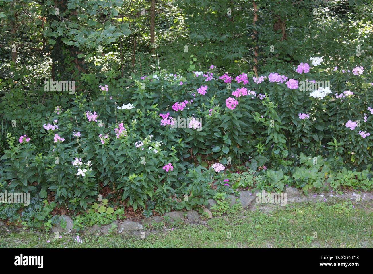 A Group of Different-Colored Garden Phlox in Bloom Stock Photo