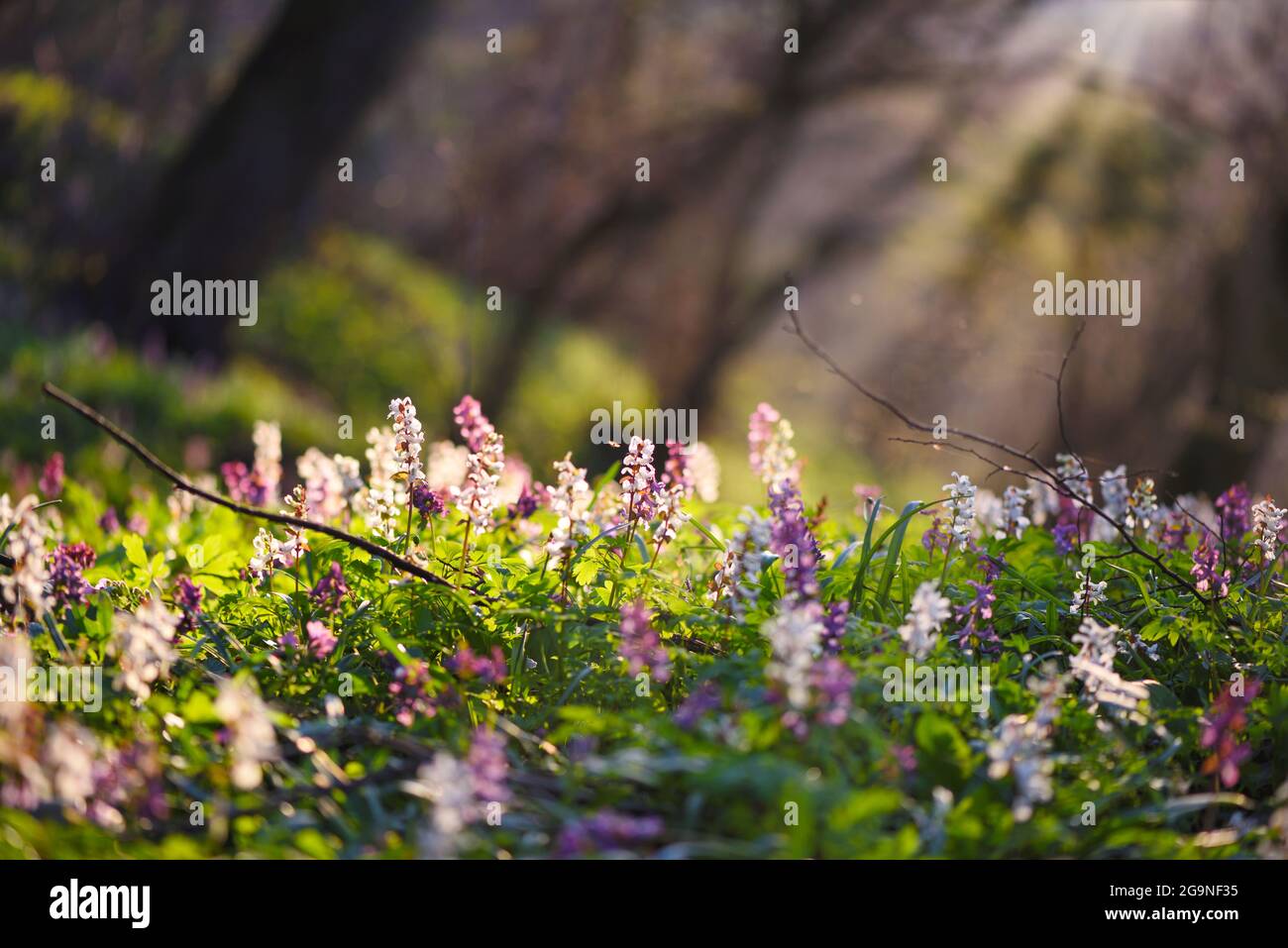 Spring forest with blooming Corydalis cava flowers Stock Photo