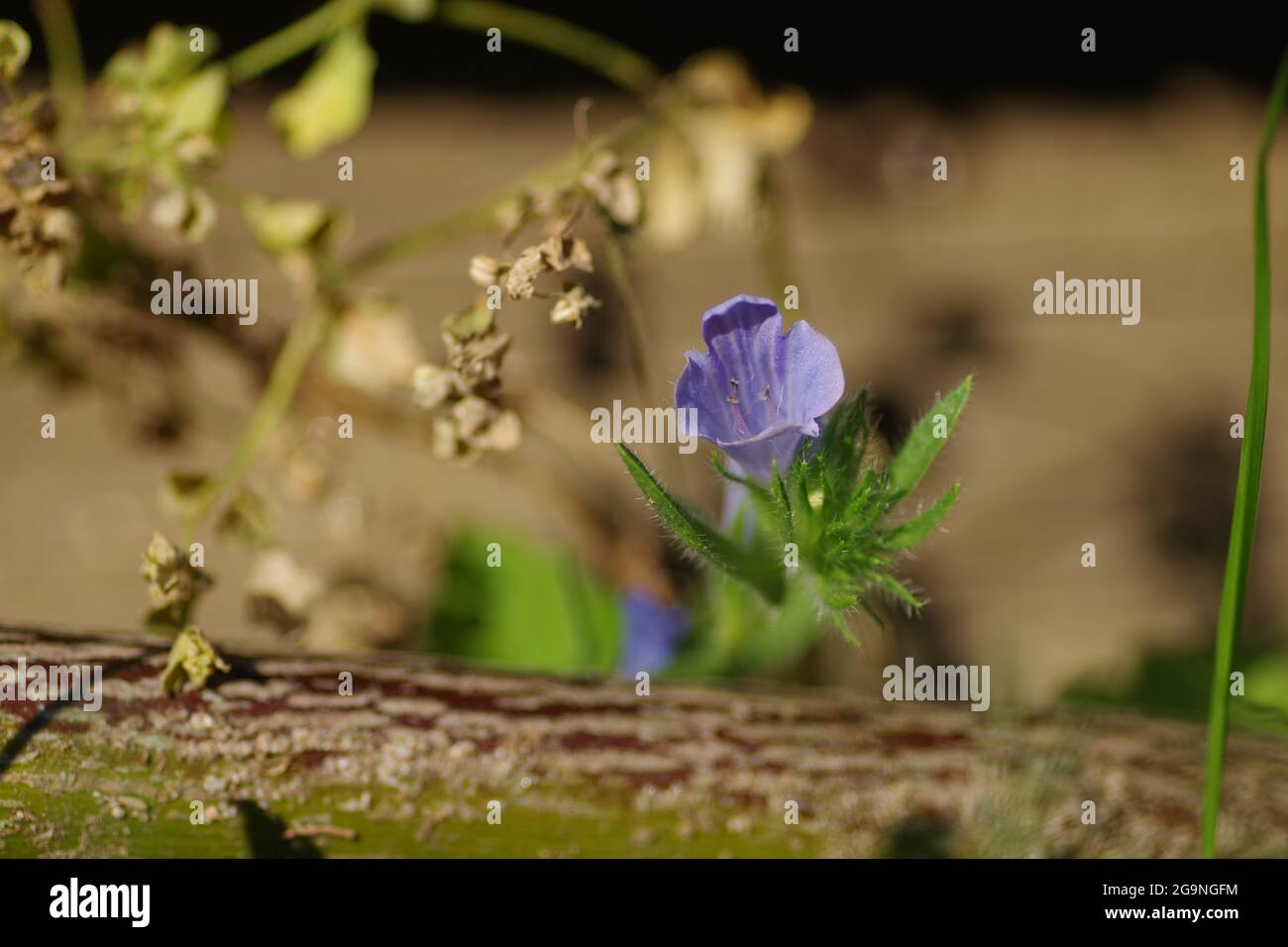 Close up of an Echium plantagineum ( Purple viper's bugloss ) in front of a lying branch Stock Photo