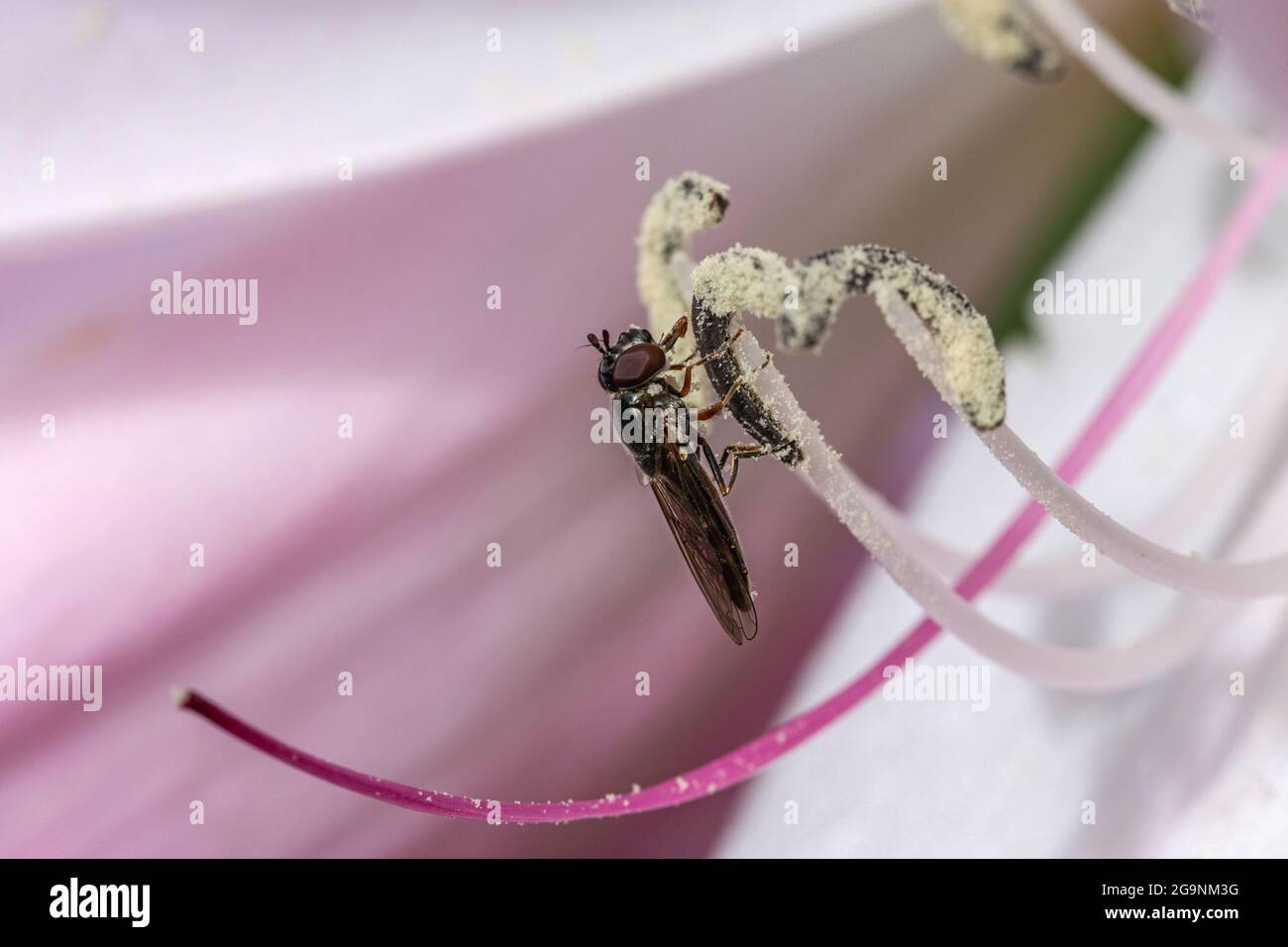 Small Hoverfly (Platycheirus albimanus) Feeding on Pollen From a Pink Garden Flower in Late Summer. Hoverflies Are the Most Efficient Pollinators. Stock Photo
