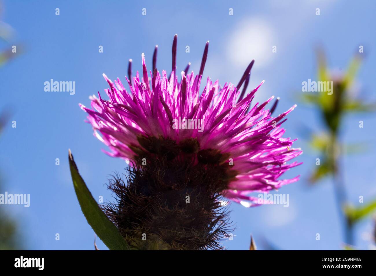 Botanical macro flower knapweed close hi-res stock photography and ...