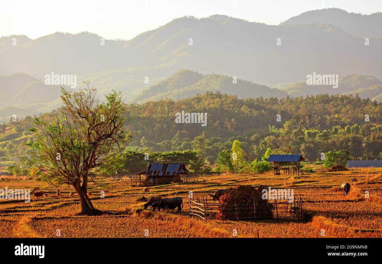 Native style farm in northern Thailand Stock Photo