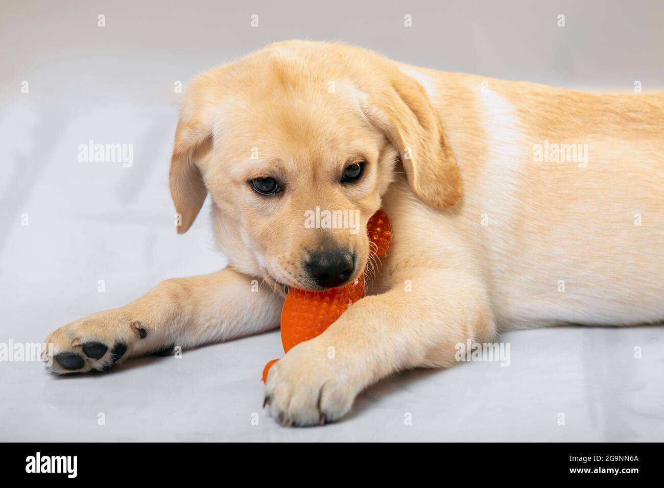 Little labrador retriever puppy lying on floor merrily biting orange plastic toy. Playful pets, curiosity, pet shop or veterinary clinic commercials Stock Photo