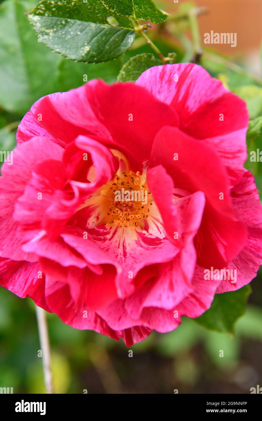 Rose hi res hi-res stock photography and images - Alamy