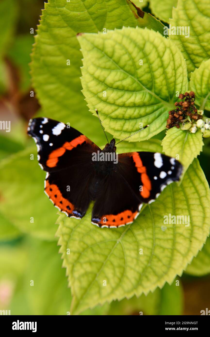 Red Admiral Butterfly (Vanessa atalanta) Stock Photo