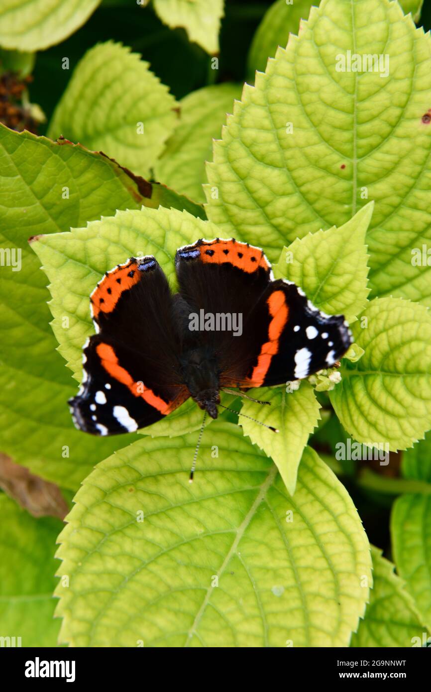 Red Admiral Butterfly (Vanessa atalanta) Stock Photo