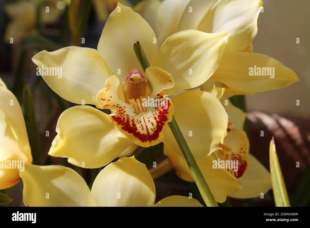 Orquídea Sapatinho, Madeira Island, Isla de Madeira, Ilha da Madeira Stock  Photo - Alamy