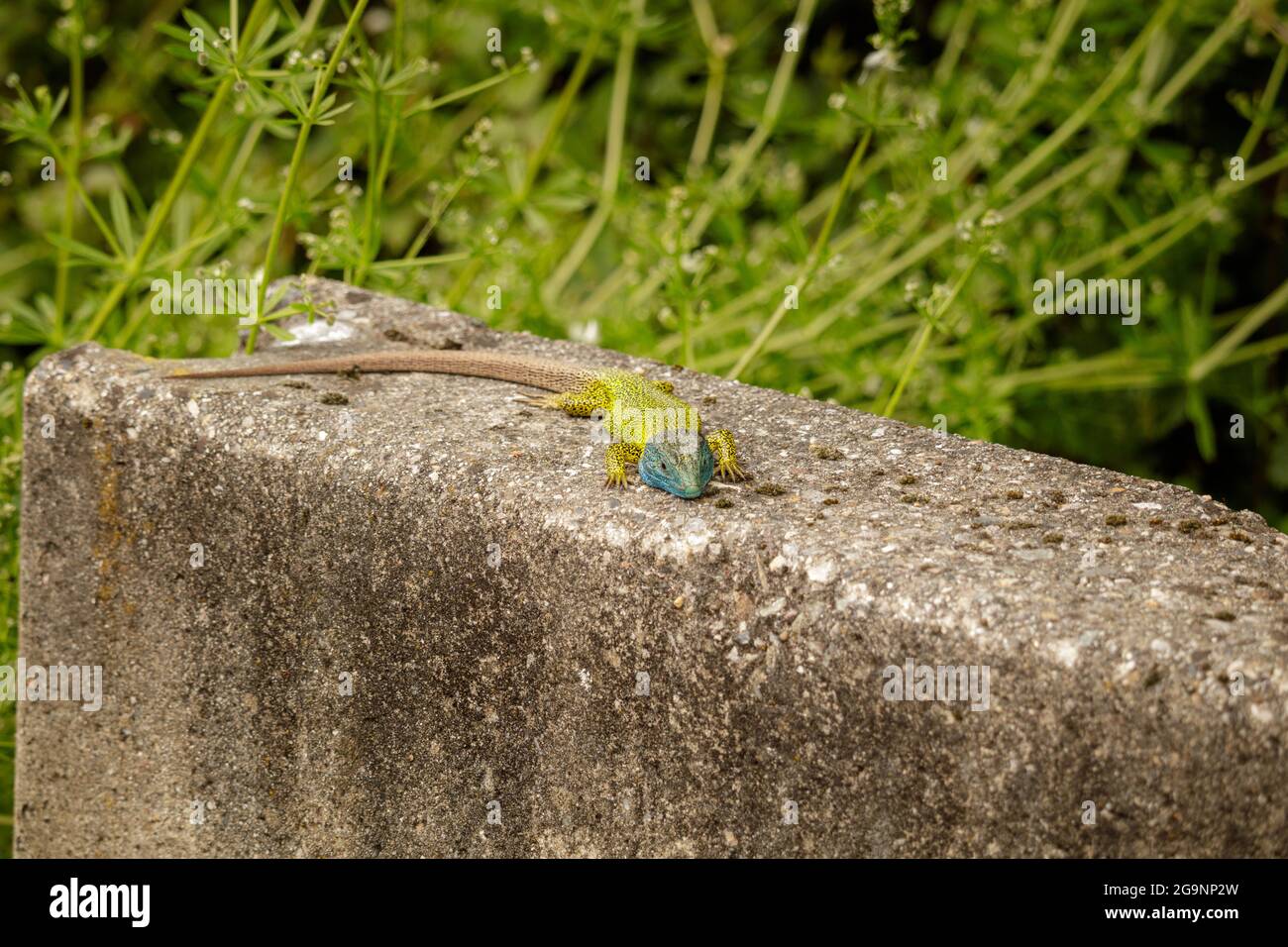 Blue and yellow Lacerta schreiberi lizard basking in the sun on a cement block in Spain Stock Photo