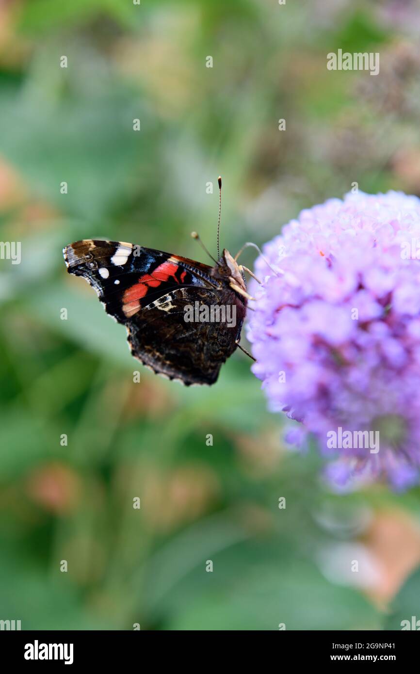 Red Admiral Butterfly (Vanessa atalanta) on buddleia Flower (Buddleja) Stock Photo