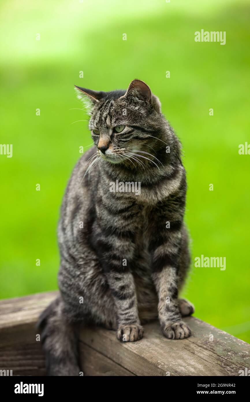 Grey tabby cat sitting on a fence Stock Photo