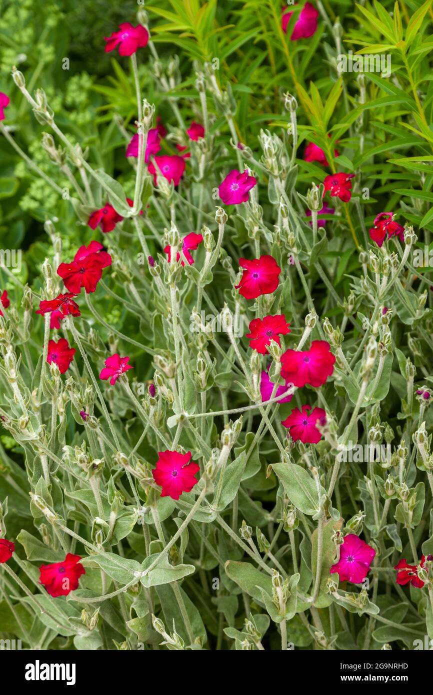 Close up of the bright pink Rose Campion Stock Photo