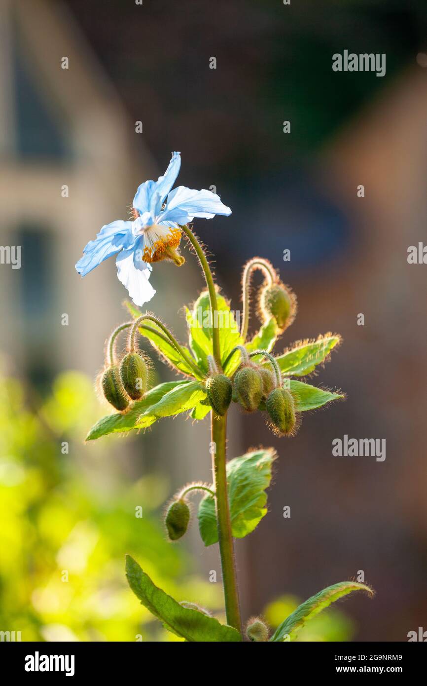 Close up of a Blue Poppy (Meconopsis) Stock Photo
