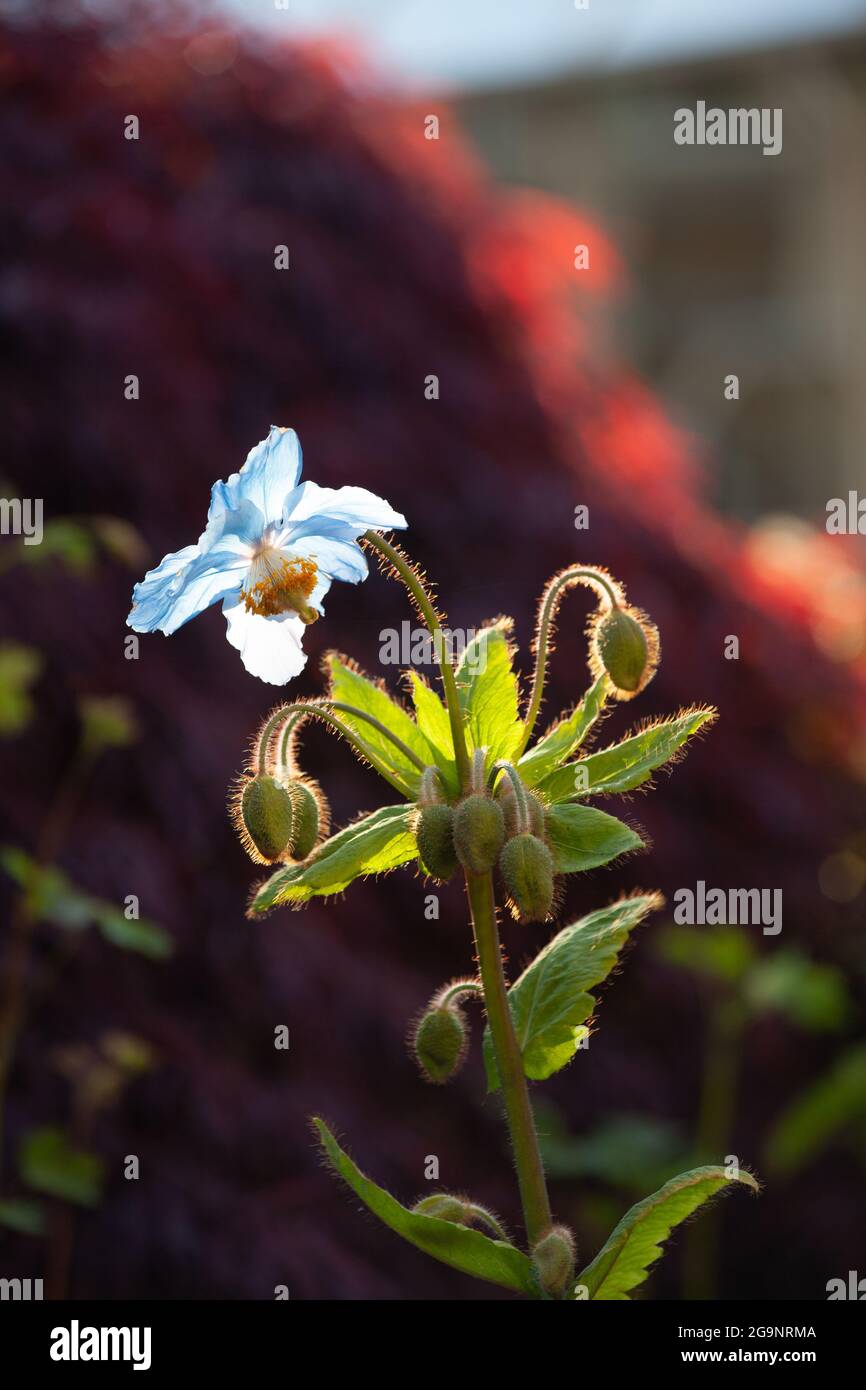 Close up of a Blue Poppy (Meconopsis) Stock Photo
