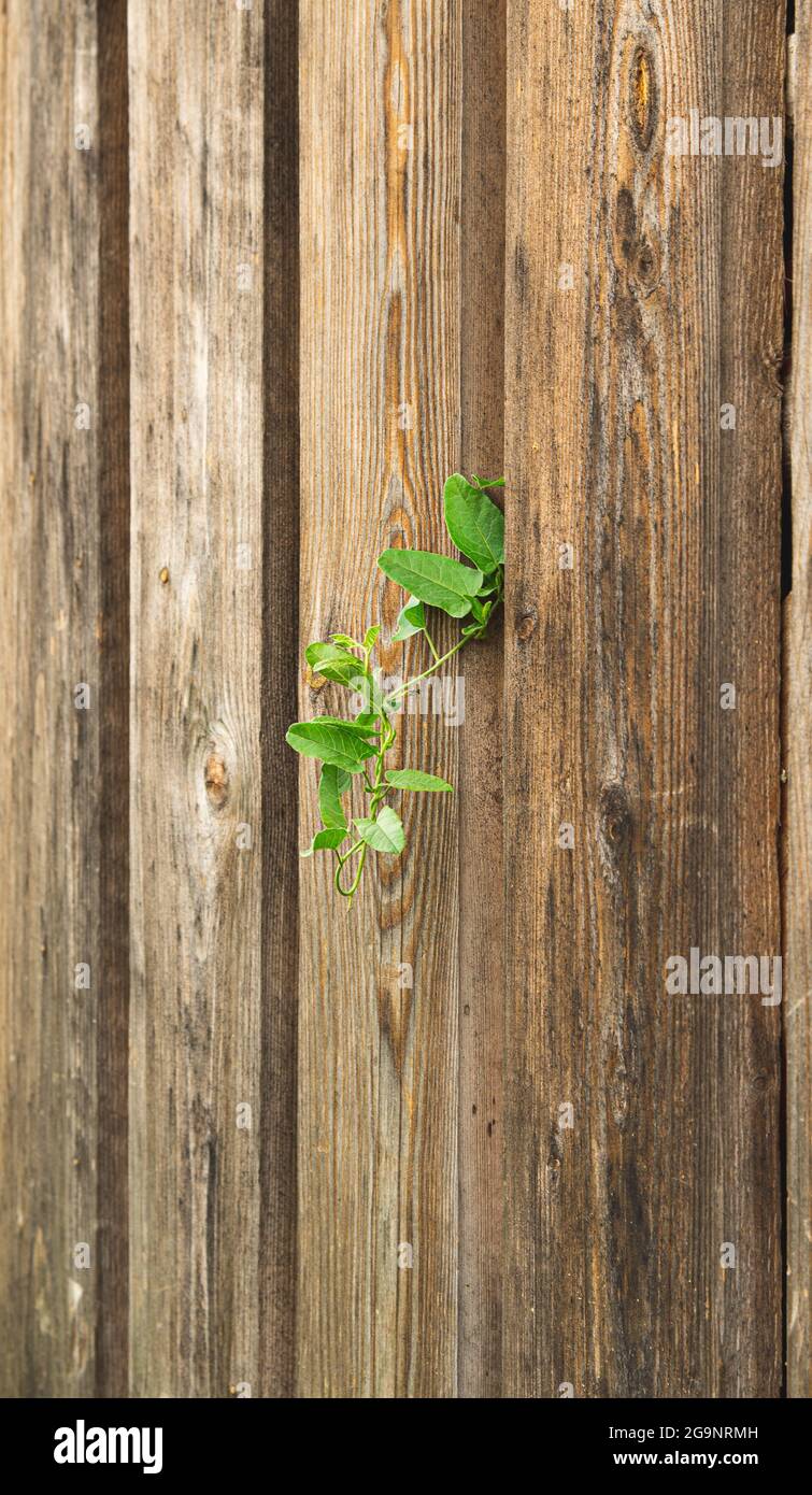 wood plank wall nailed with a plant, nature taking over Stock Photo