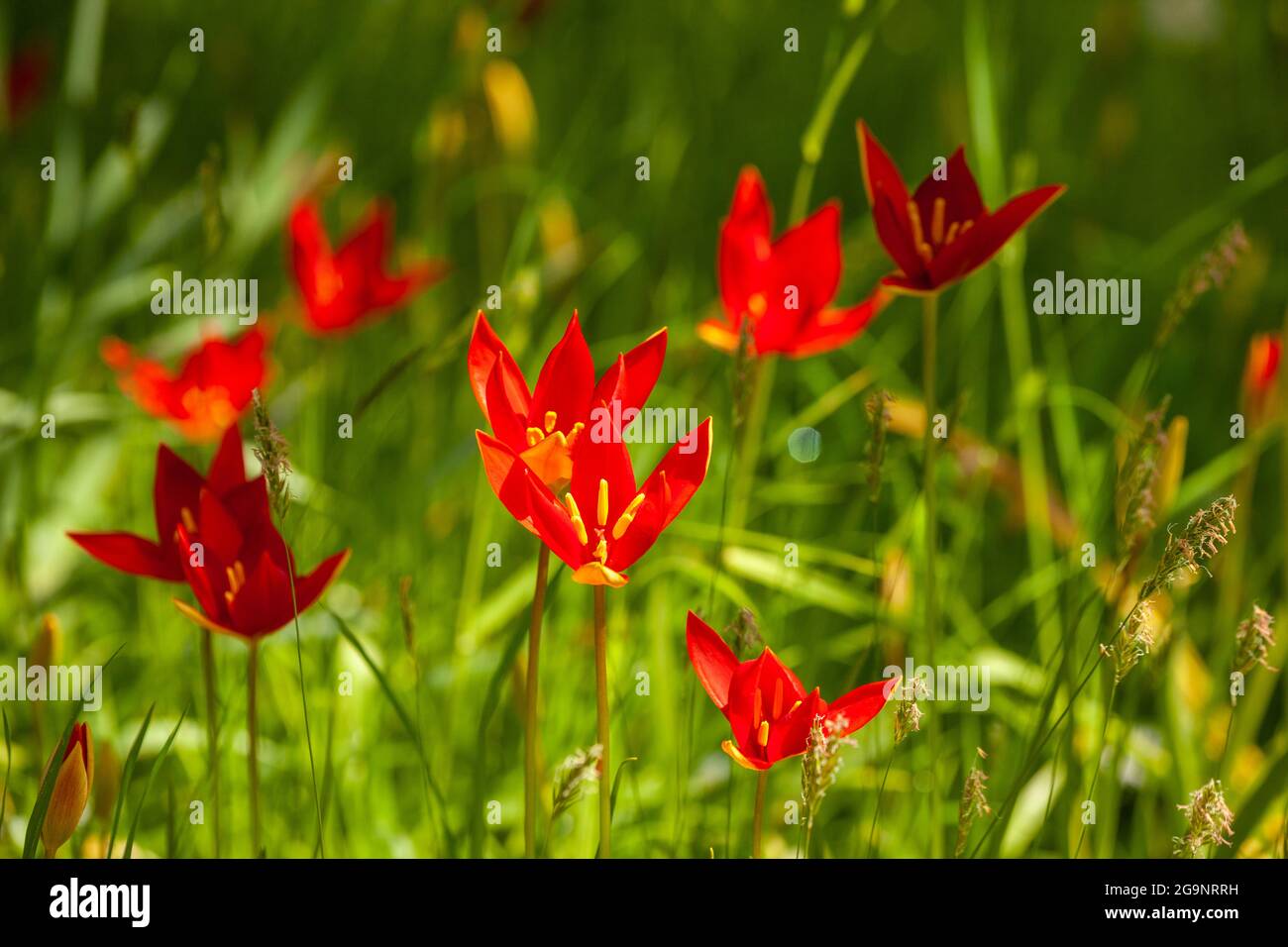 Tulipa sprengeri, or Sprenger's tulip Stock Photo