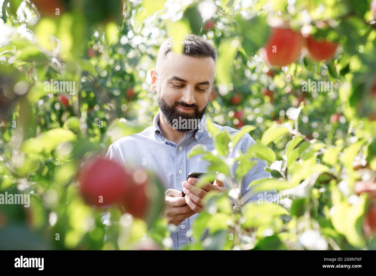 Farmer checks fruit trees in summer with mobile tech, modern business