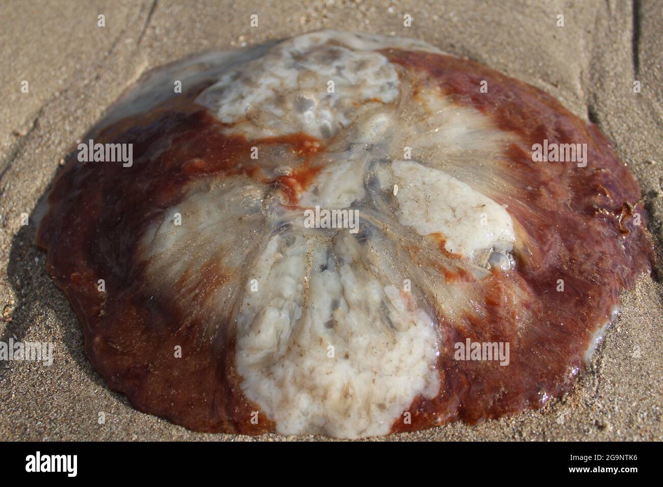 A jellyfish beached on the sand. Stock Photo