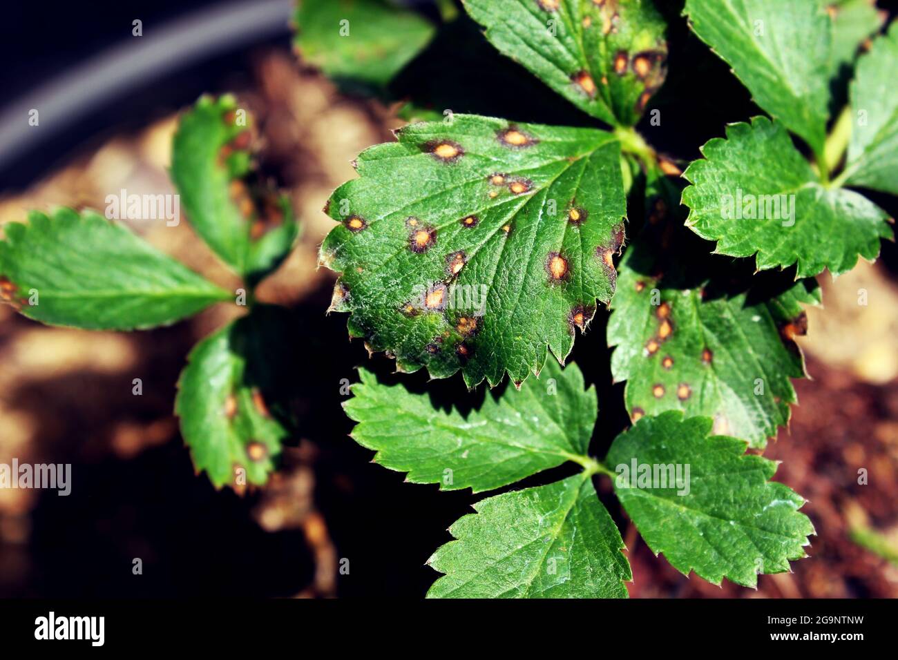 Brown strawberry spot is a disease that does not arise from pests, but from a fungal infection. Stock Photo