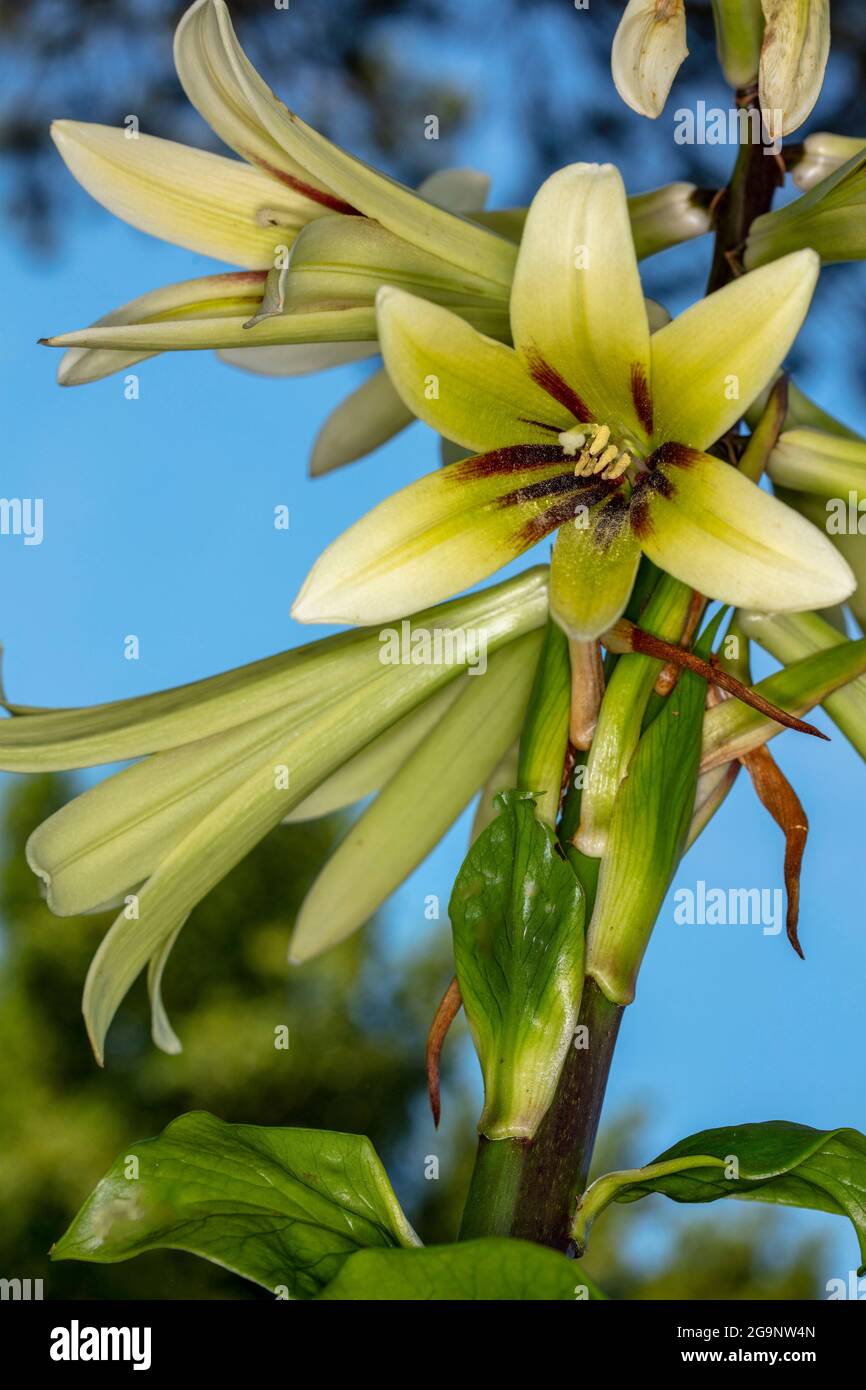 Outstanding Cardiocrinum Giganteum, giant Himalayan lily, natural ...