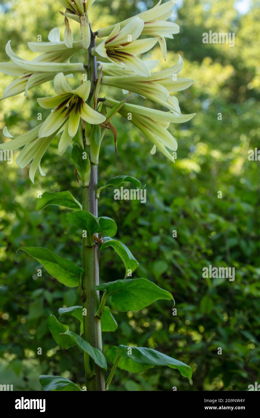 Outstanding Cardiocrinum Giganteum, giant Himalayan lily, natural ...