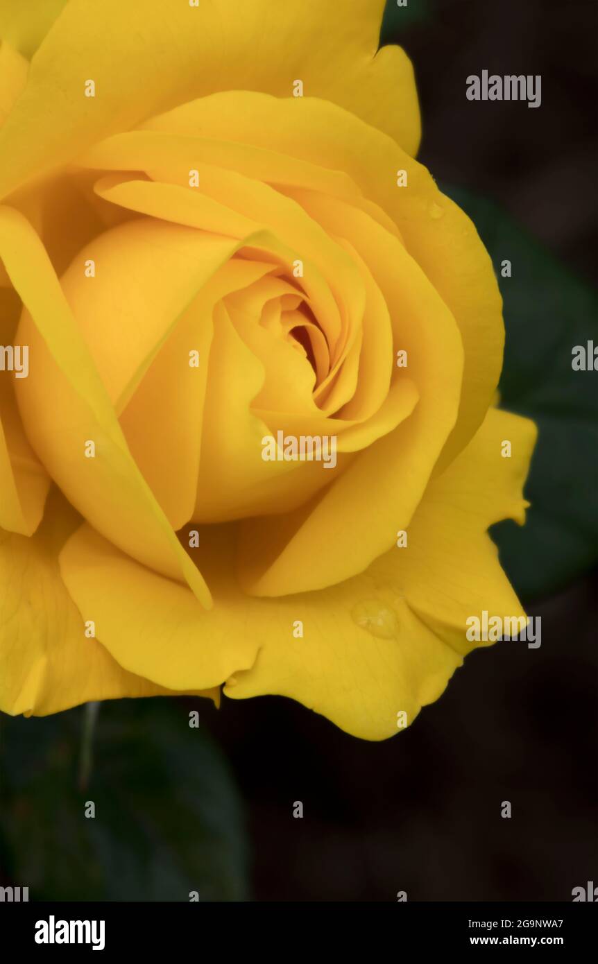 Romantic Rosa Golden Wedding, close-up yellow rose Stock Photo - Alamy