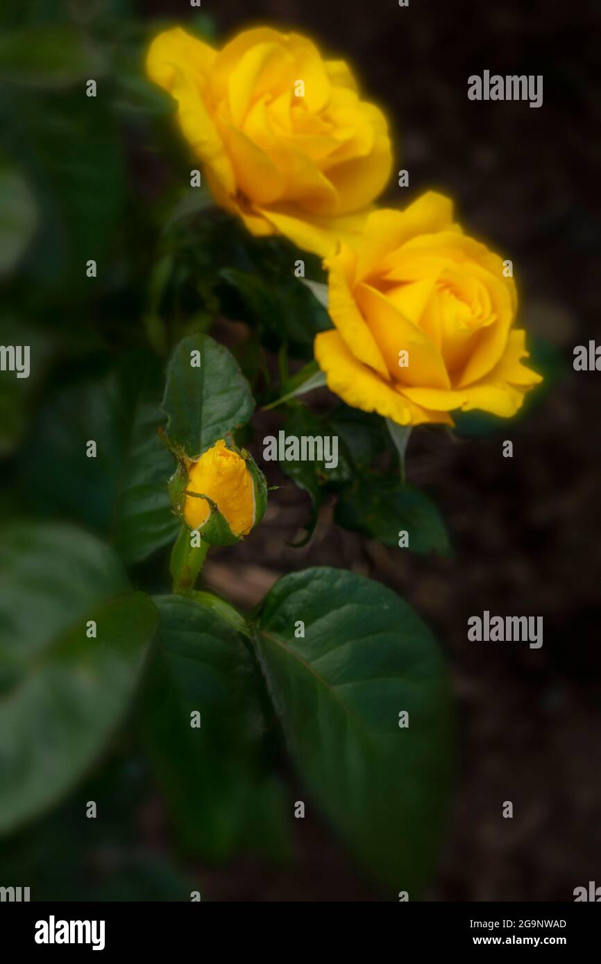 Romantic Rosa Golden Wedding, close-up yellow rose Stock Photo - Alamy