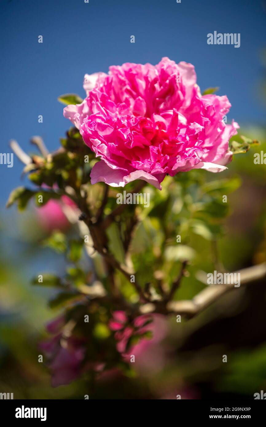 Prolific Rosa Roxburghii f. Roxburghii flowering in bright sunshine, natural romantic plant portrait Stock Photo