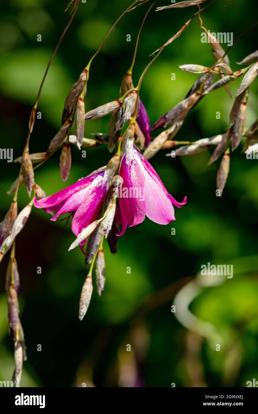 Dierama hi-res stock photography and images - Page 3 - Alamy