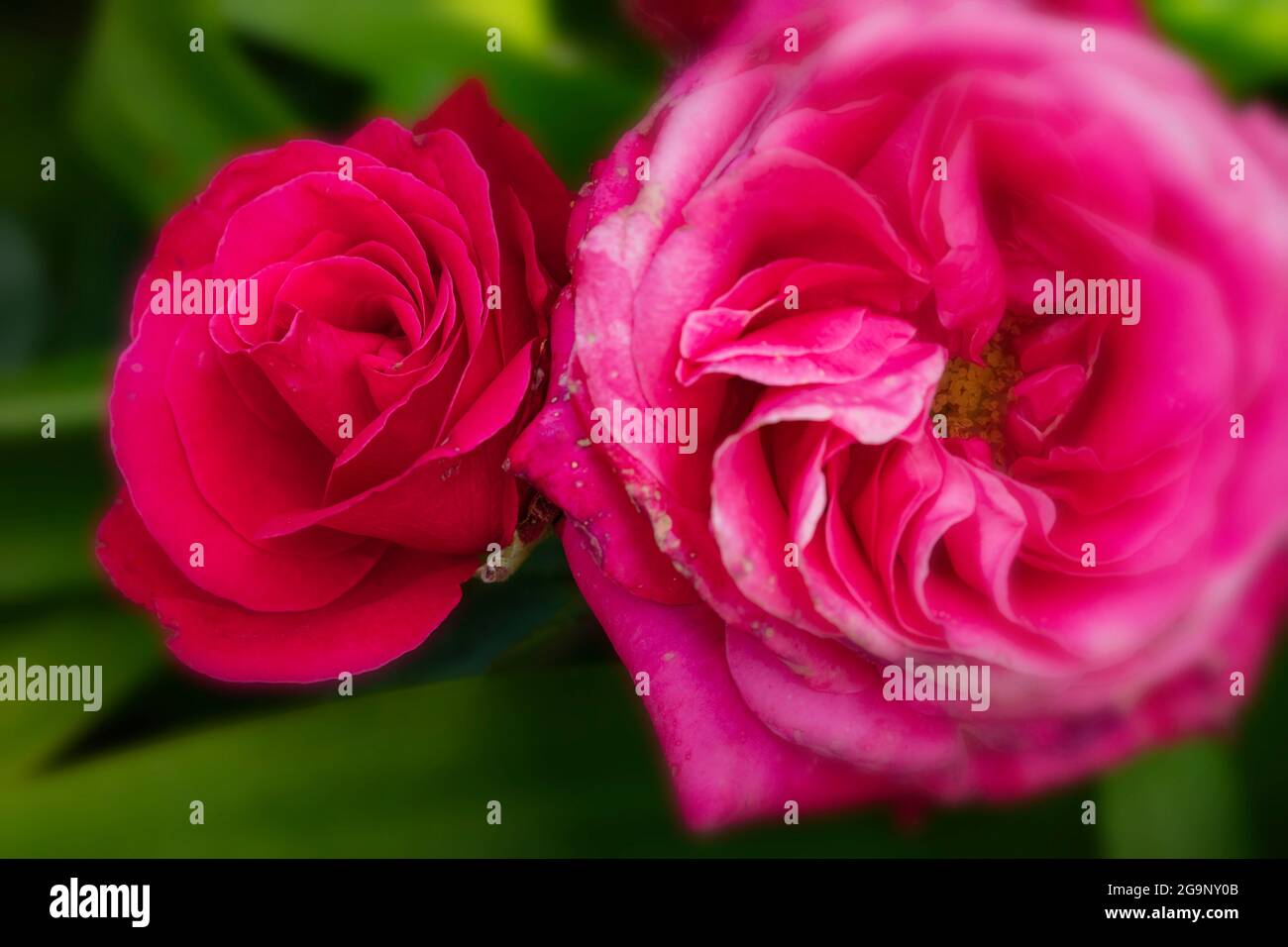 Romantic Rosa ‘Charisma’, Rose 'Charisma', Floribunda rose 'Charisma(01)